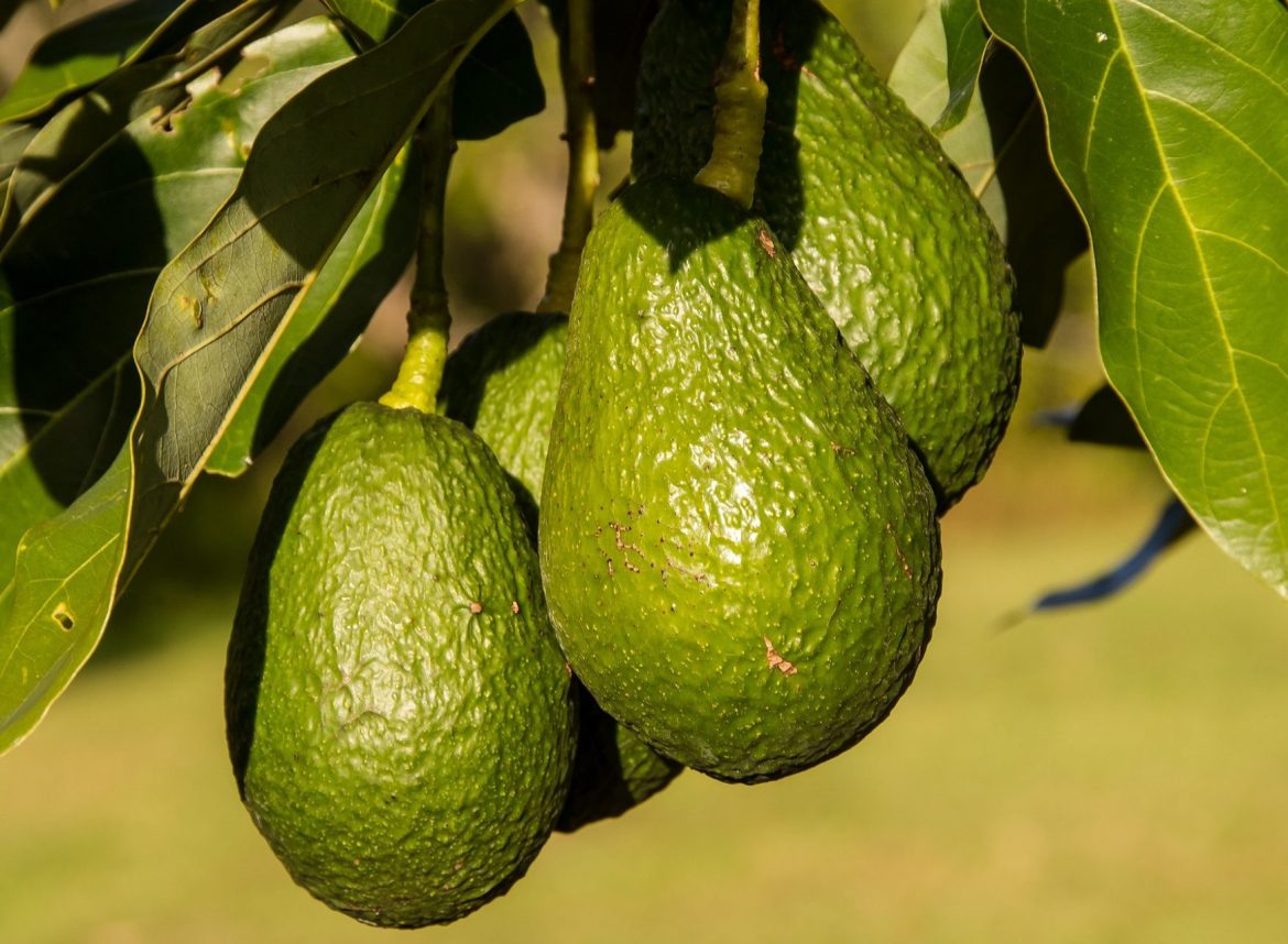 aguacate